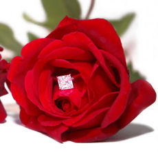 ring in rose
